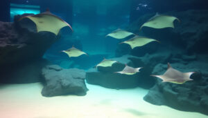 Zee Aquarium Bergen aan Zee: bezoek, recensies en praktische tips